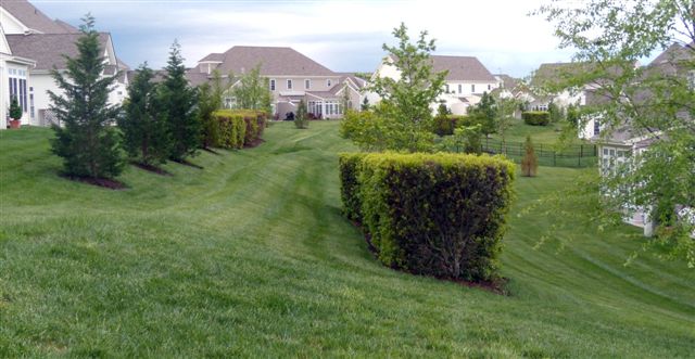 Back Yards and Common Areas